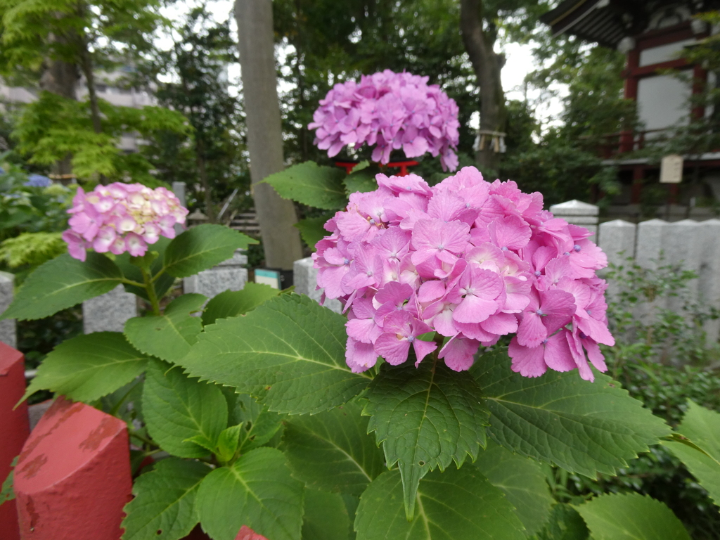 ピンクの紫陽花