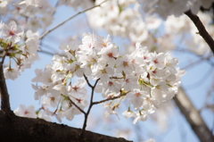 令和７年 靖国神社の桜(８)