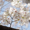 令和７年 靖国神社の桜(８)