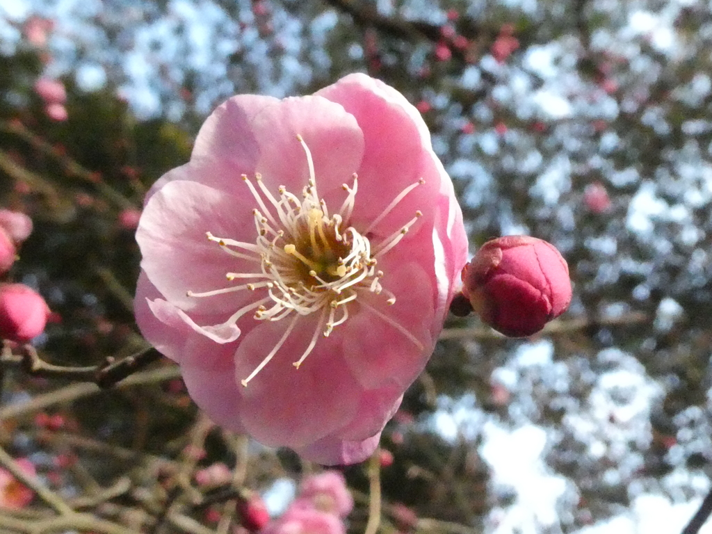 布田天神社の紅梅