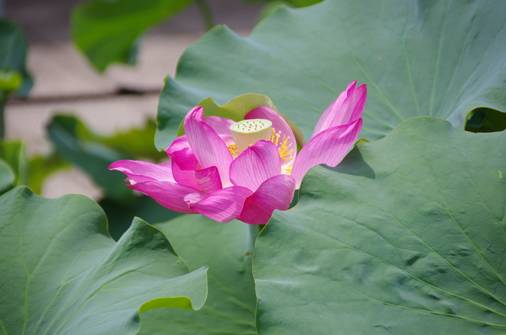 青菱紅蓮