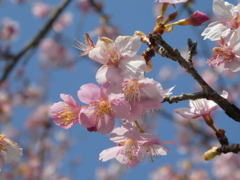 北浅羽の安行寒桜(4)