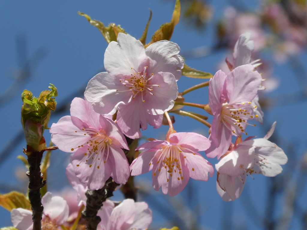 すみよし河津桜(14)