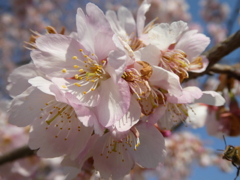 北浅羽の安行寒桜(6)