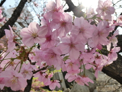 元三島神社の河津桜(２)