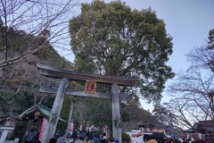 高麗神社ニの鳥居と大樹