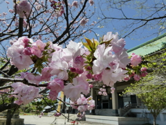 総持寺大祖堂と八重桜(1)