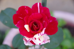 挿し木で育てたバラ、開花！