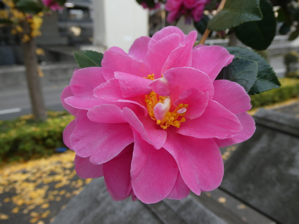 山茶花の花(ピンク)