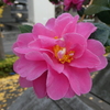 山茶花の花(ピンク)