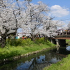新河岸川と氷川橋と桜