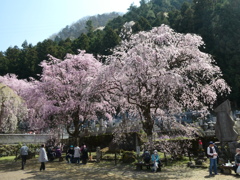 清雲寺の紅八重枝垂桜(2)