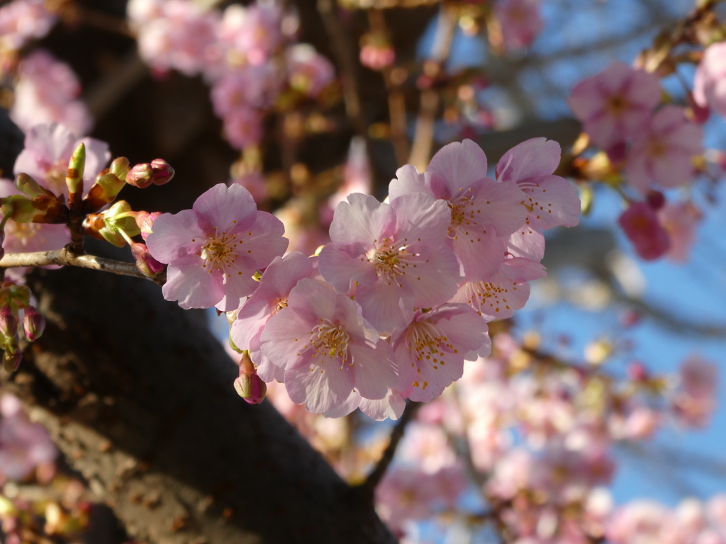 鴻神社の河津桜(1)