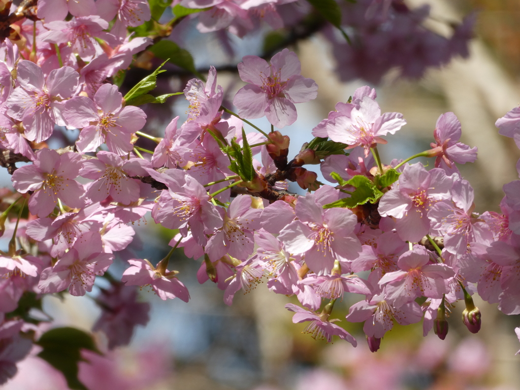 大野神社の河津桜(1)