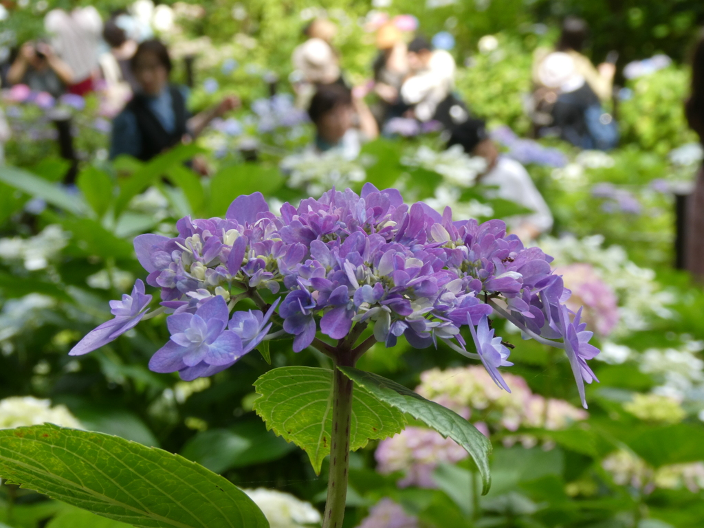 大賑わいの紫陽花園をバックに・・・
