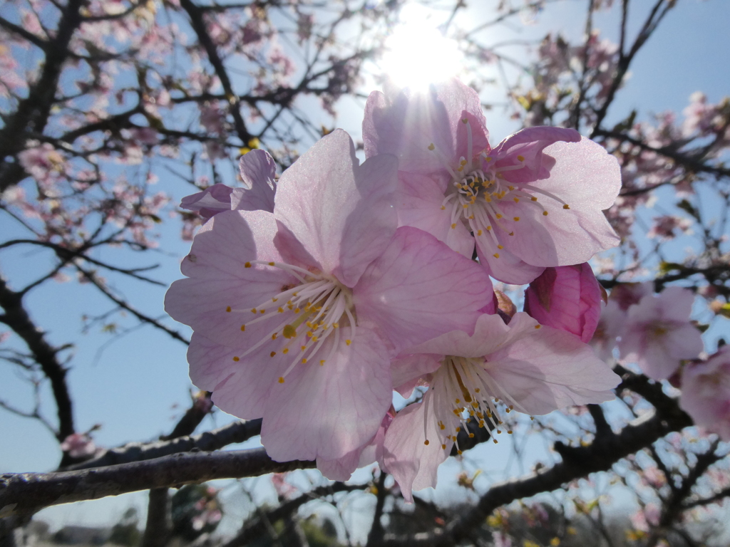 すみよし河津桜(2)