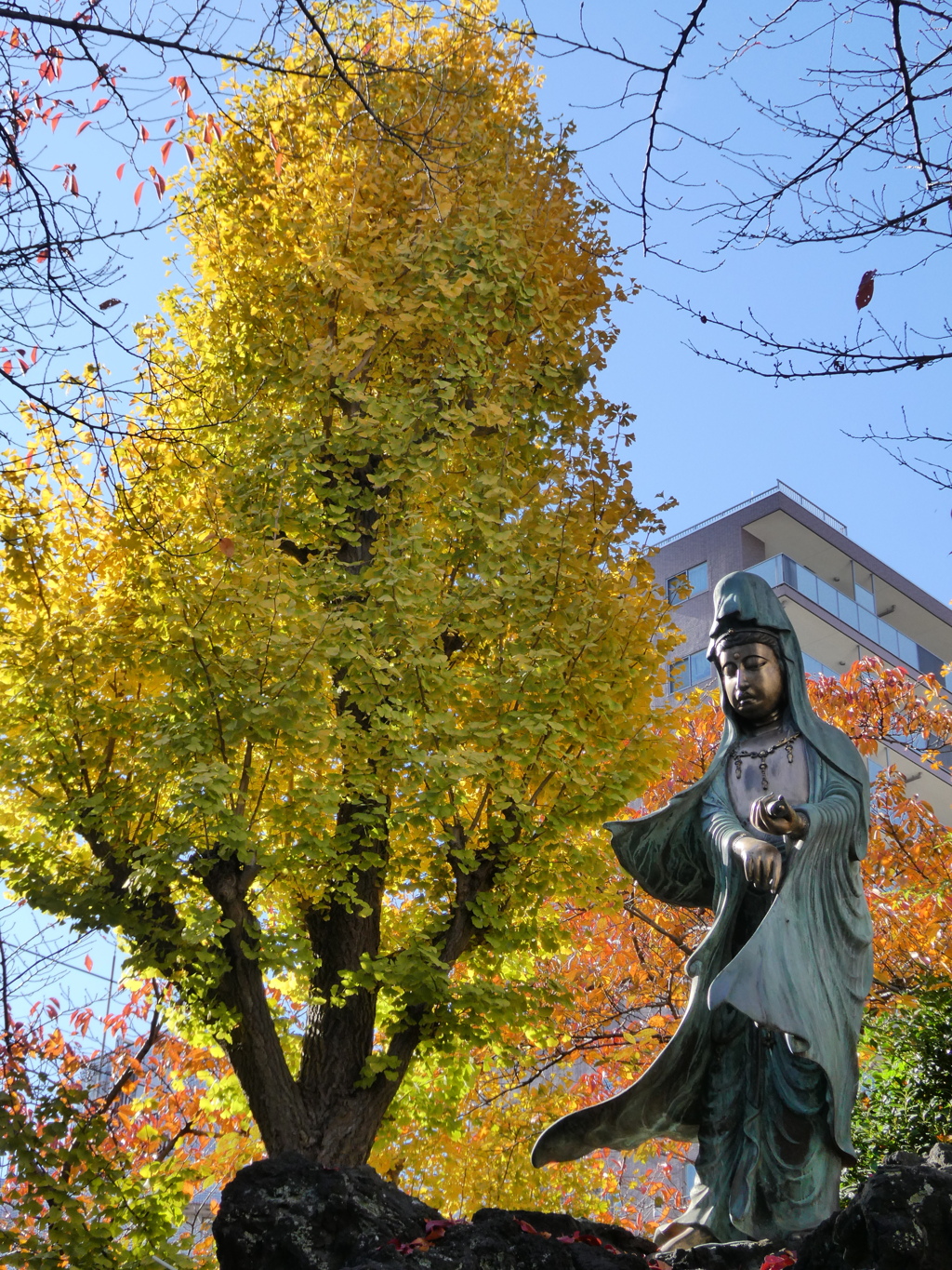 観音様と銀杏