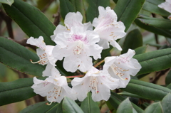 石楠花(3)