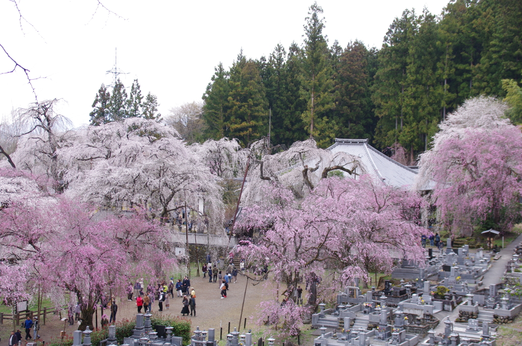 枝垂桜ほぼ全景