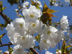 妙音沢旗桜(３)