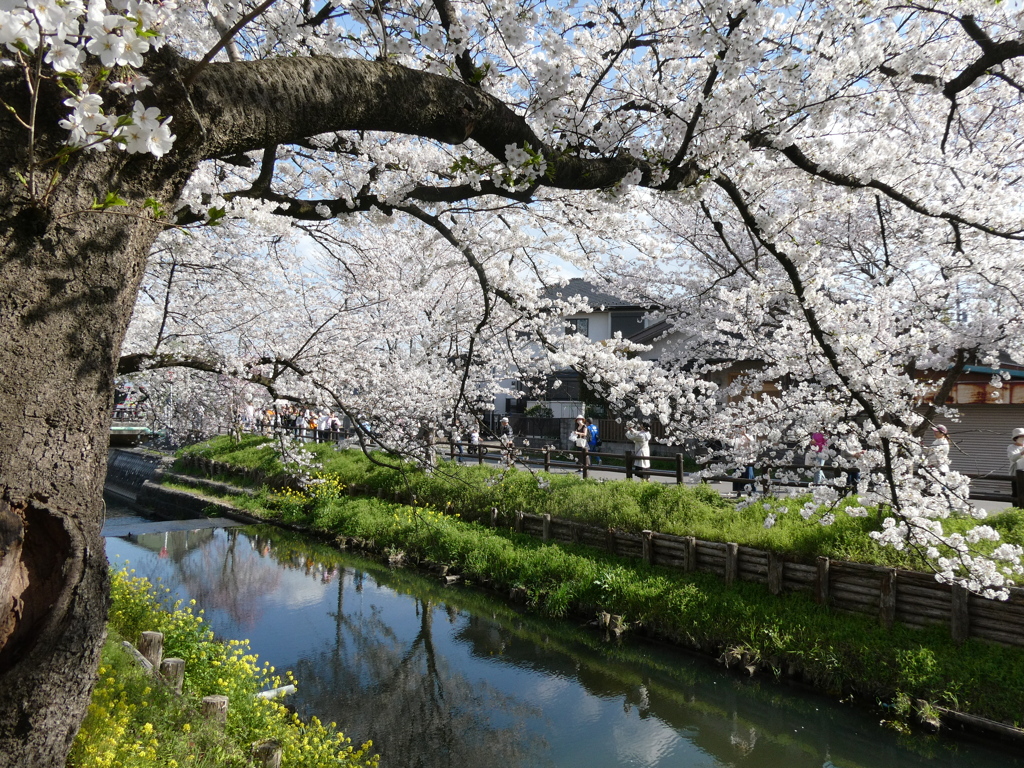 新河岸川の桜(11)