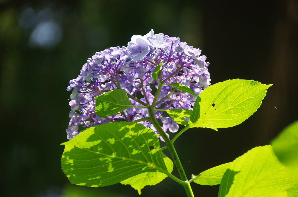 紫陽花アンダービューin浄智寺