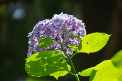 紫陽花アンダービューin浄智寺