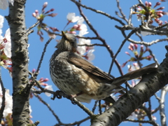桜とヒヨドリ