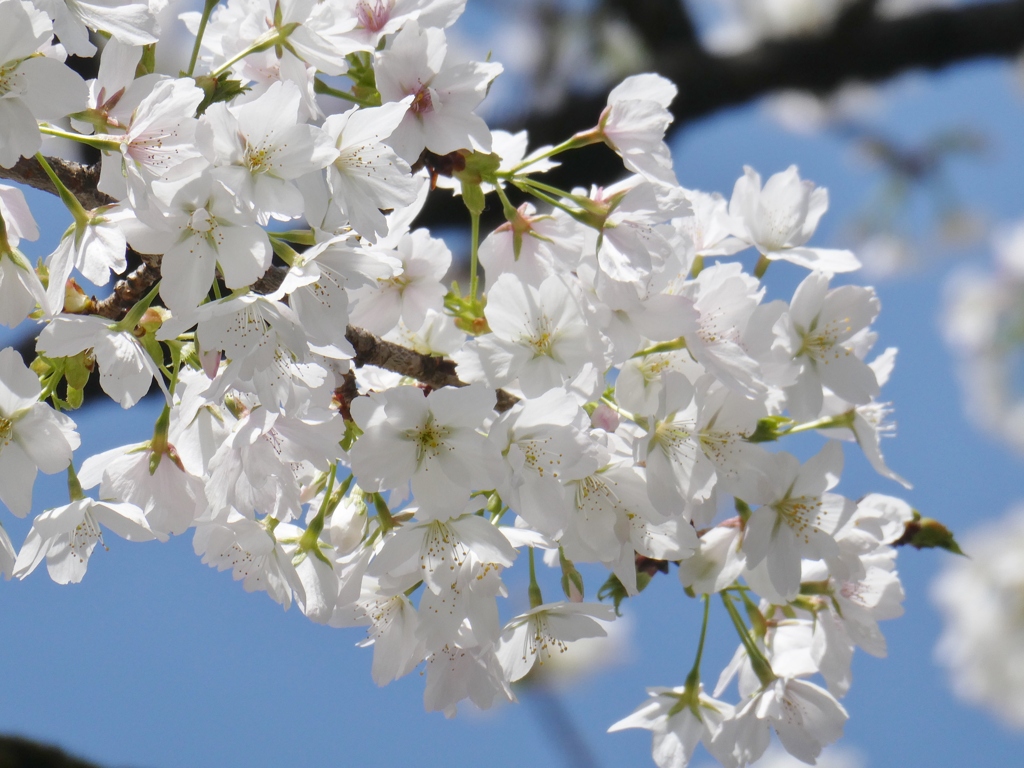 靖国神社の桜(品種不明)その2