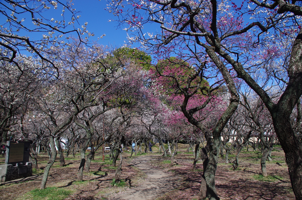 谷保天満宮梅園