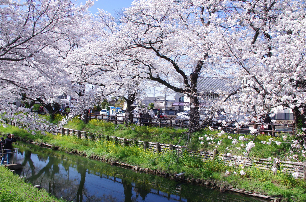 新河岸川の桜(2)