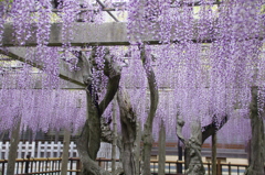 妙福寺の藤(３)