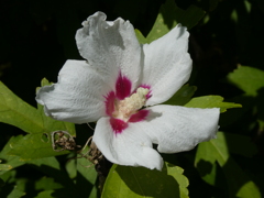 龍寶寺の葵の花