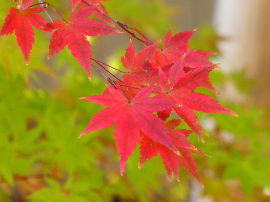 真紅に染まる・・・