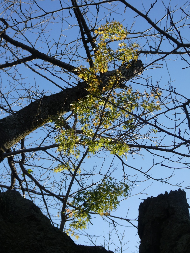 この紅葉、桜から生えてます