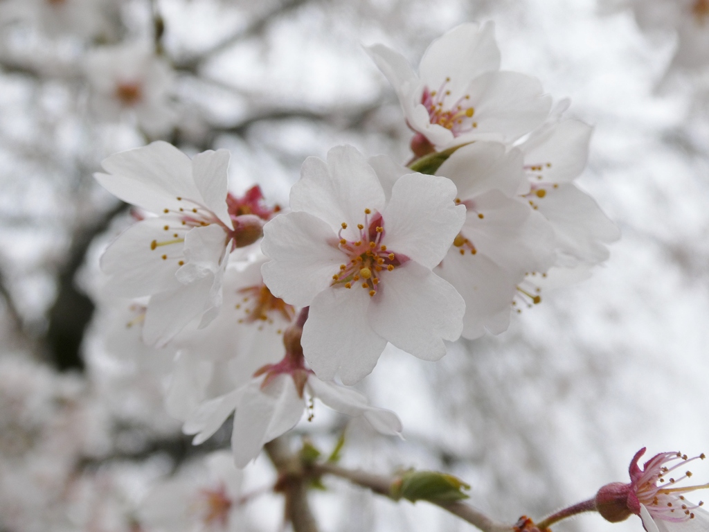 清雲寺の枝垂桜(3)
