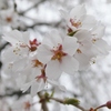 清雲寺の枝垂桜(3)