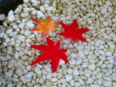 紅葉手水