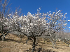 宝登山梅園の梅(3)