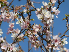 四季桜(1)