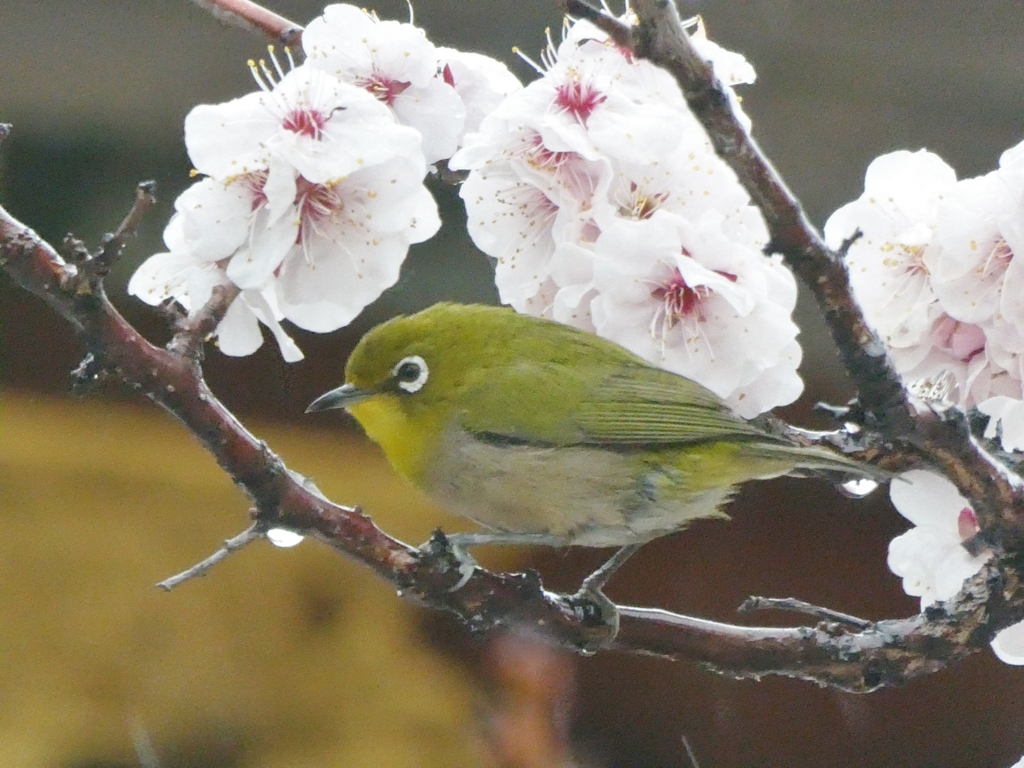 令和6年湯島天神のウメジロ(3)