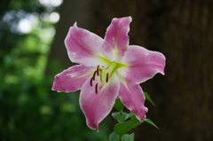 日比谷公園の百合(４)
