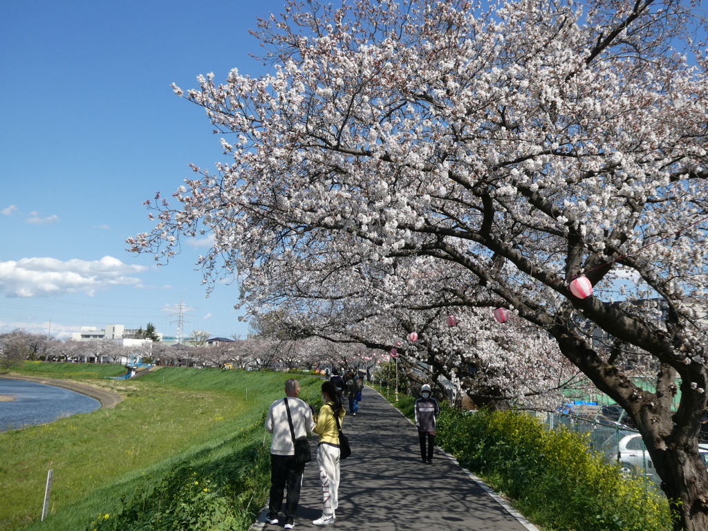 柳瀬川の春(１)