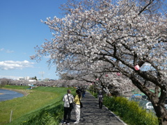 柳瀬川の春(１)