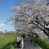 柳瀬川の春(１)