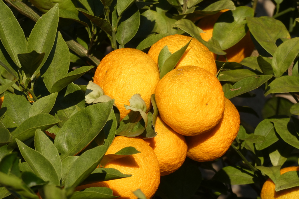 長徳寺のゆず(1)