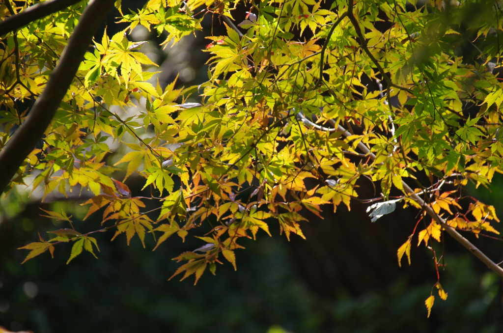 紅葉色づく(3)