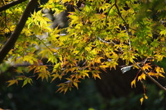 紅葉色づく(3)
