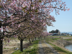 すみよし河津桜(3)