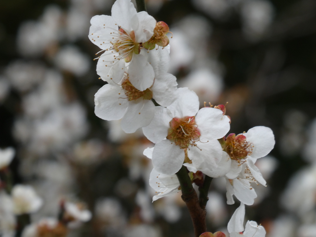 神木鈴梅の花